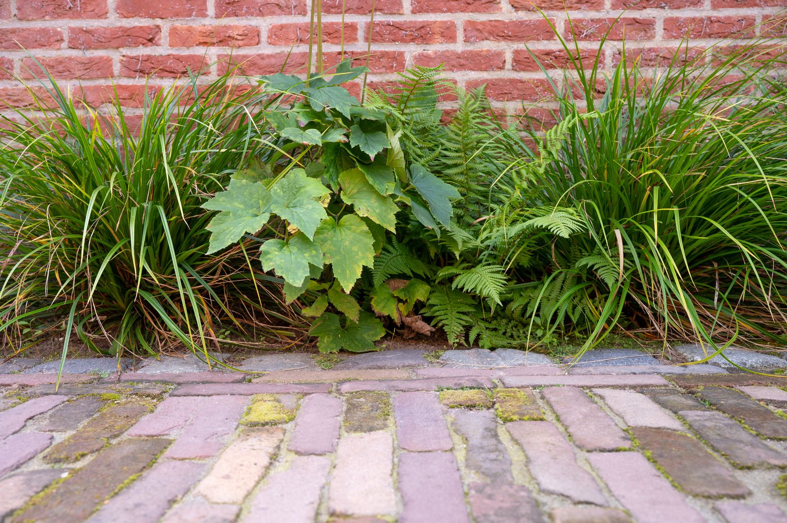 Ierenestraat — tuinontwerp FLOW